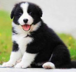 佛山純種邊境牧羊犬幼崽價格及正規(guī)犬舍與寵物服務指南