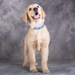 洛奇寵物館 北海名犬交易與寵物服務的優質之選